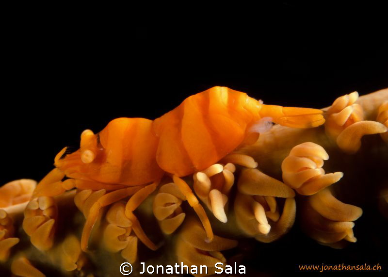 Whip Coral Shrimp by Jonathan Sala 