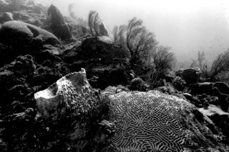 Natural light reefscape in black and white. St. Lucia. Ni... by Matthew Shanley 