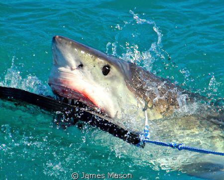 Great White Shark takes seal decoy. by James Mason 
