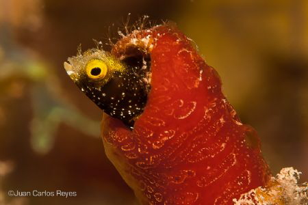 cannon blenny by Juan Carlos Reyes 