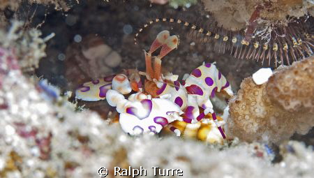 Harlequin Shrimp and Brittle Starfish. Canon XTi, 60mm ma... by Ralph Turre 