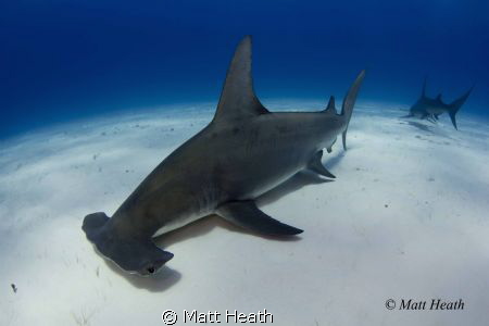 Great Hammerhead. The hardest shark I have attempted to p... by Matt Heath 