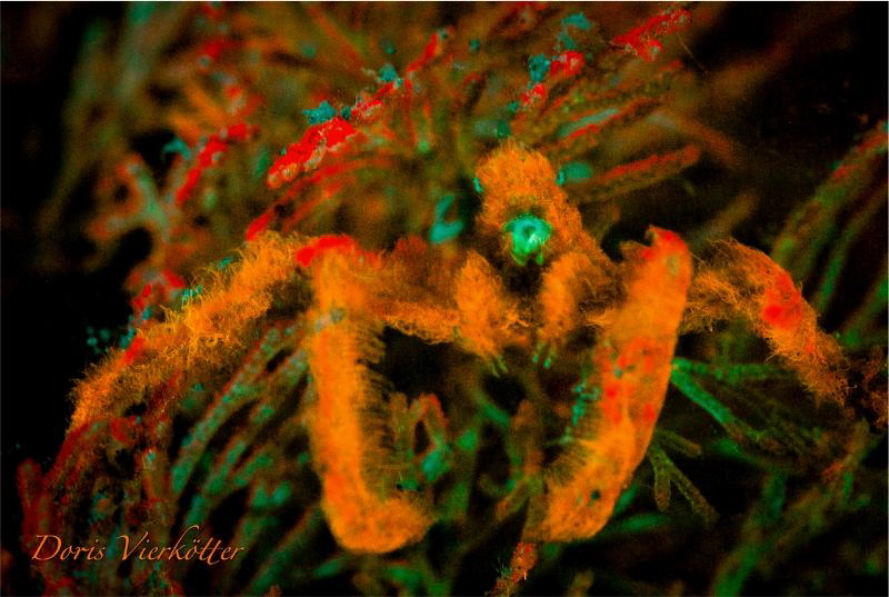 Orang Hutan Crab Fluo Night Dive by Doris Vierkötter 