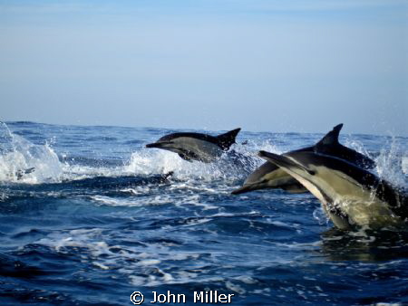 Three Common Dolphins during the Sardine run on the Natal... by John Miller 