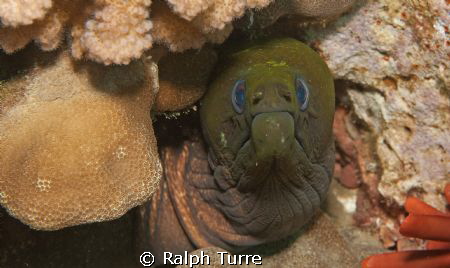 Undulated moray eel by Ralph Turre 