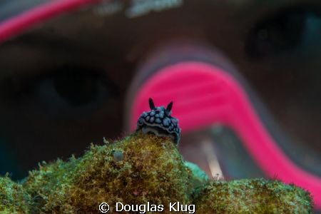 close-up encounter. A junior  diver inspects a pustule nu... by Douglas Klug 