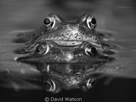 Frogs & Reflection by David Watson 