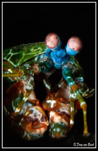 Mantis shrimp by Dray Van Beeck 