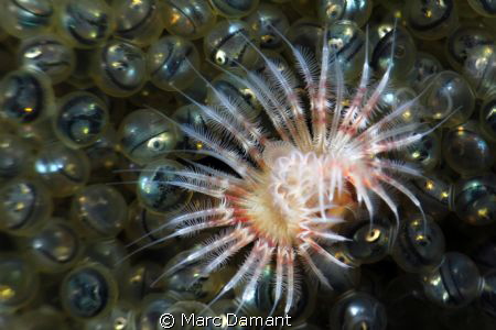 All Eyes on Beauty!
A nest of Kelp Greenling eggs just a... by Marc Damant 