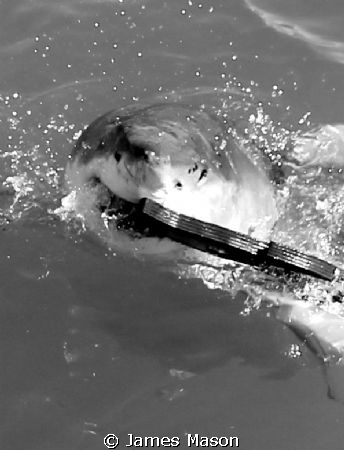 Great Whites love those decoys! by James Mason 