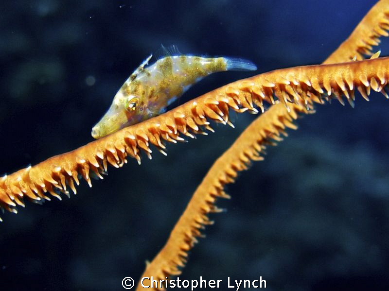 slender filefish by Christopher Lynch 