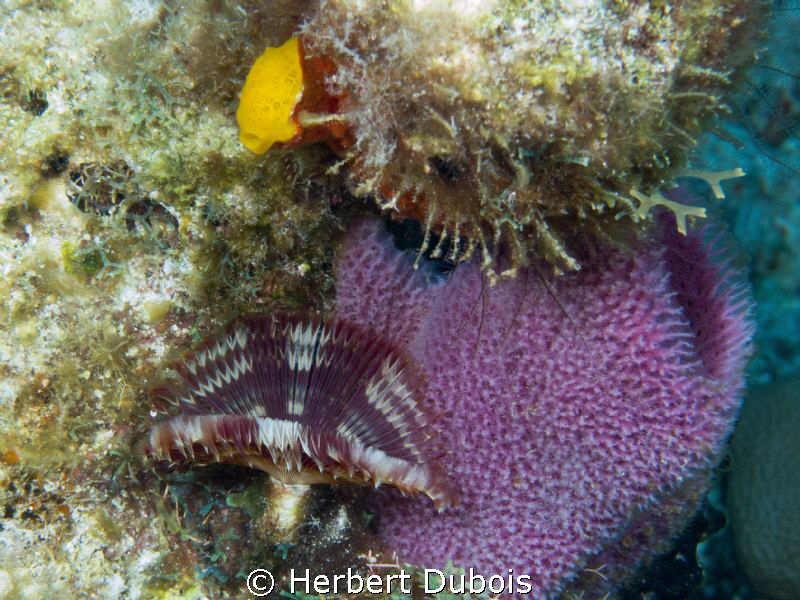 Feather Duster Worm by Herbert Dubois 