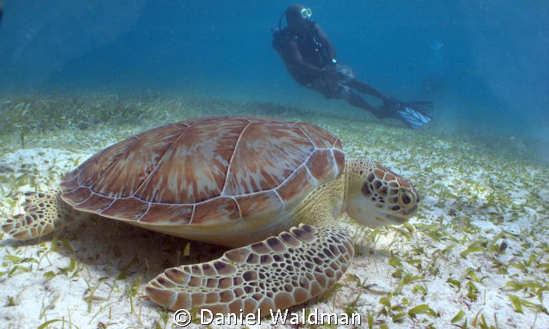 Turtle eating sea grass at HolChan Marine Park, San Pedro... by Daniel Waldman 