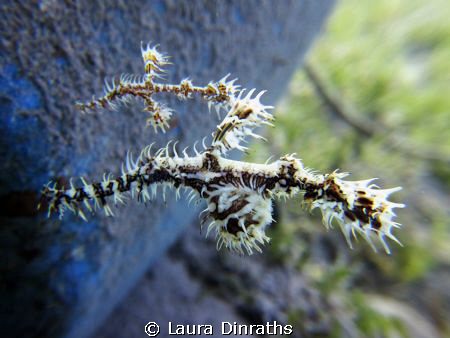 Two ornate ghost pipefish by Laura Dinraths 