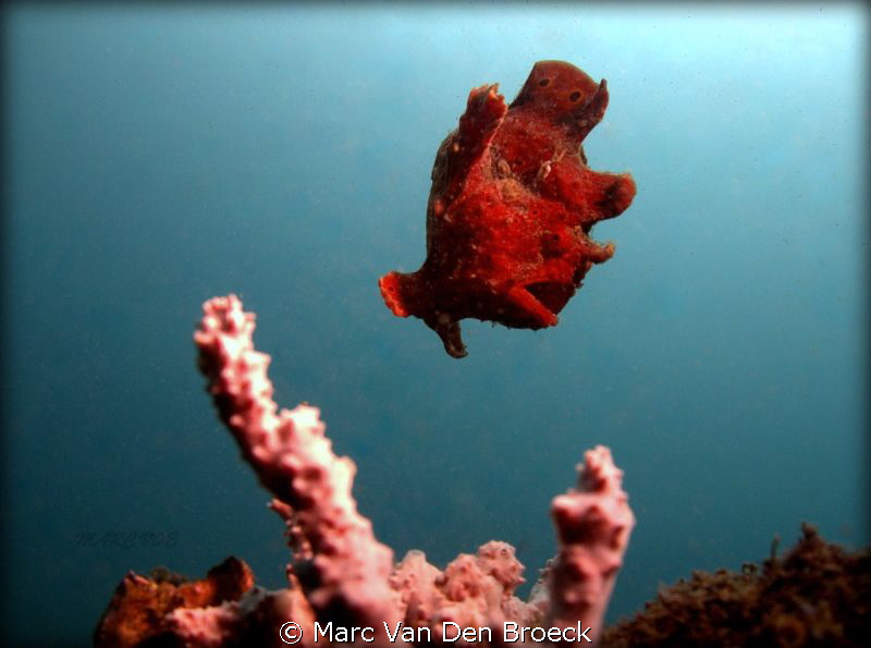 frogfish in the blue by Marc Van Den Broeck 