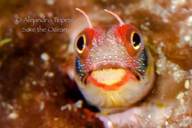 Blenny Face, Acapulco Mexico by Alejandro Topete 