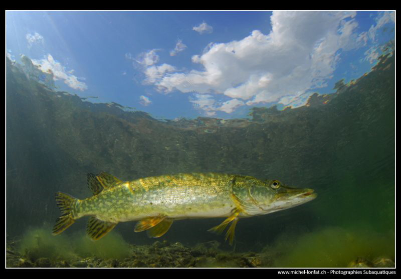 Young Adult Pike fish close to the surface... :O)... by Michel Lonfat 