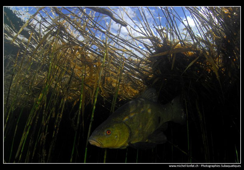 Tench coming out of the reeds... :O)... by Michel Lonfat 