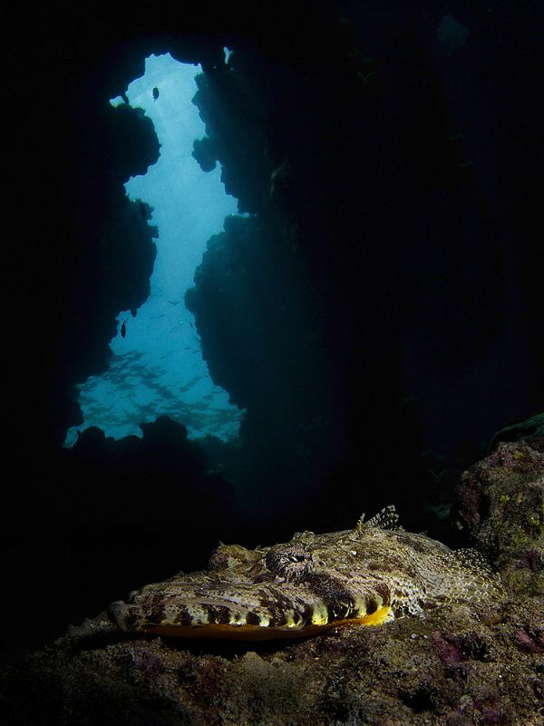 Crocodilefish in the entrance to a cave.  Taken with a co... by Paul Colley 