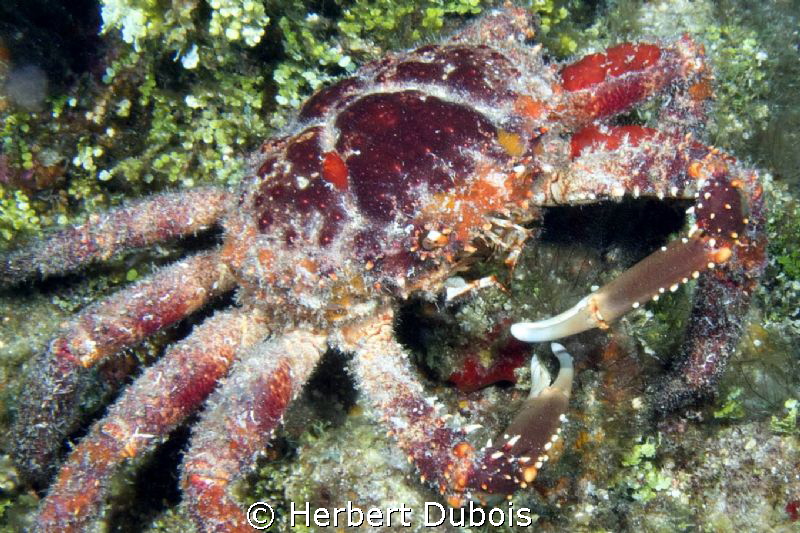 Channel Clinging Crab by Herbert Dubois 