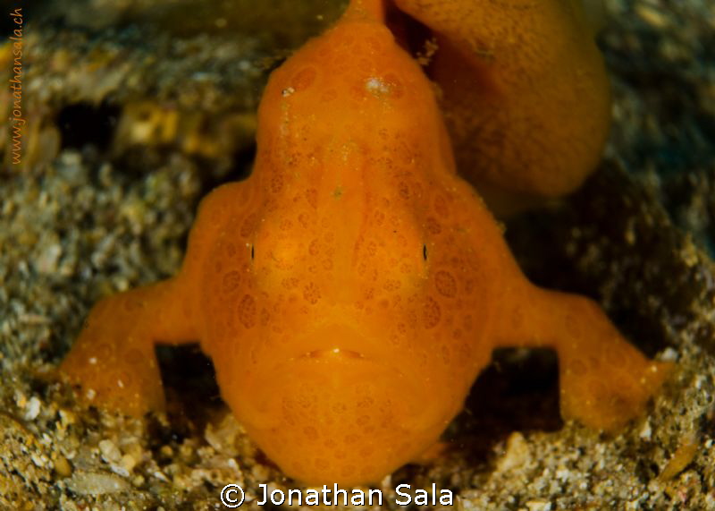 Juvenile Painted Frog Fish... attack position ;-) by Jonathan Sala 