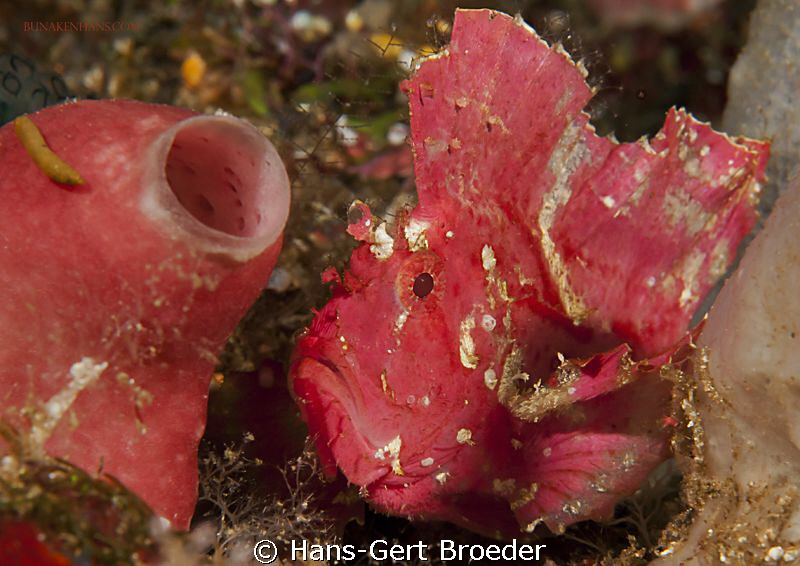 Leaf scorpionfish
Bunaken,Sulawesi,Indonesia, Bunaken Is... by Hans-Gert Broeder 