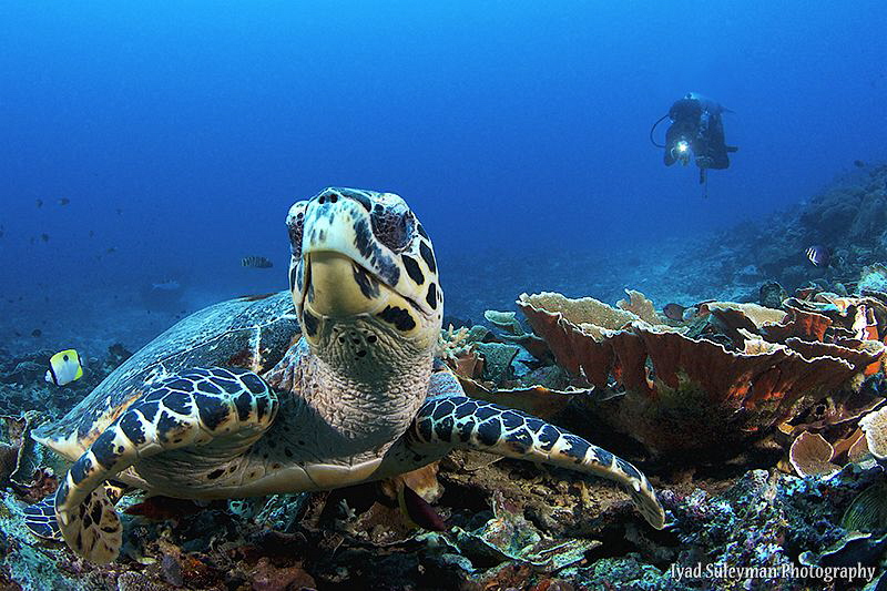 Turtle from Bunaken Island by Iyad Suleyman 