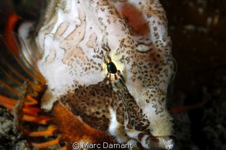 Colour Testure Dignity
Grunt Sculpin with extreme close ... by Marc Damant 