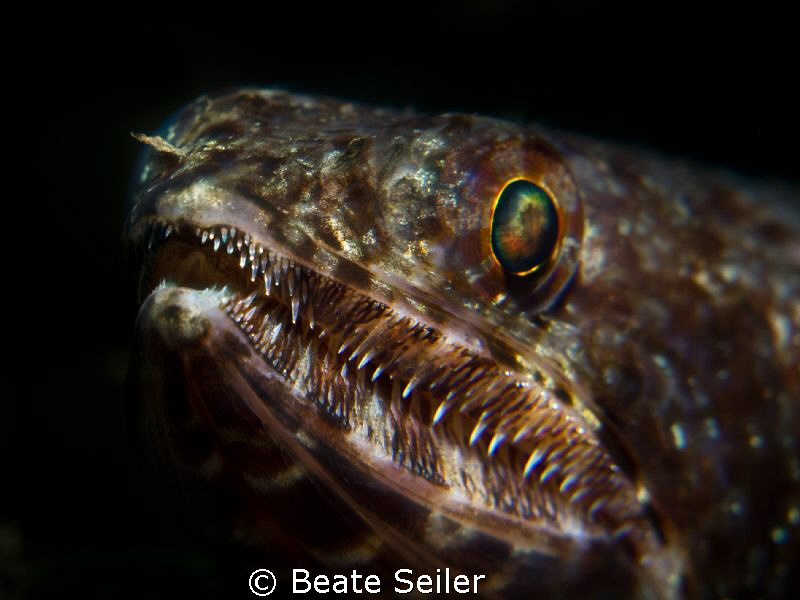 Lizard fish by Beate Seiler 