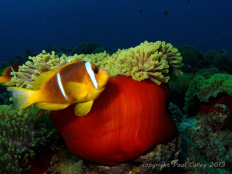 Red Sea Anemonefish by Paul Colley 