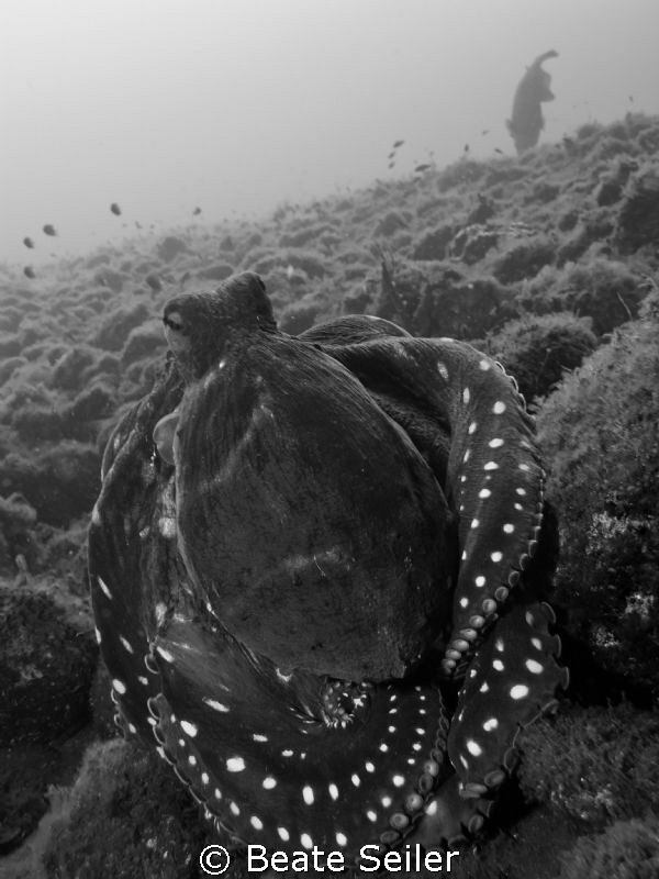 Octopus B/W  with a trigger fish in the background by Beate Seiler 