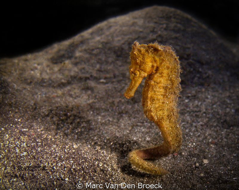 seahorse secret bay by Marc Van Den Broeck 