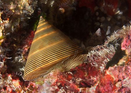 Chocolate-lined topsnail taken on a night dive with Nikon... by Maryke Kolenousky 