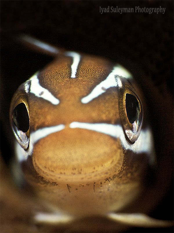 Fangblenny
Taken with +10 SubSee and +5 SubSee Magnifier
 by Iyad Suleyman 