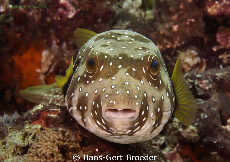 Puffer
From face to face
Bunaken,Sulawesi,Indonesia, Bu... by Hans-Gert Broeder 