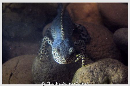 male newt - freshwater by Claudia Weber-Gebert 