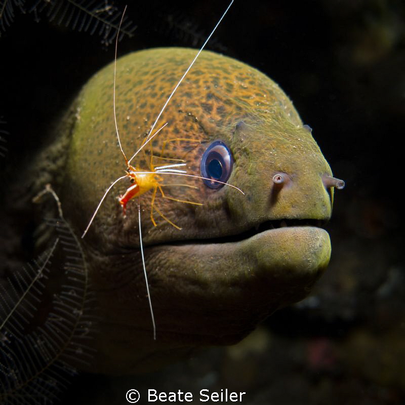 Moray with cleaner shrimp by Beate Seiler 