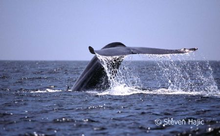 Blue Whale High Fluke Santa Barbara Channel by Steven Hajic 