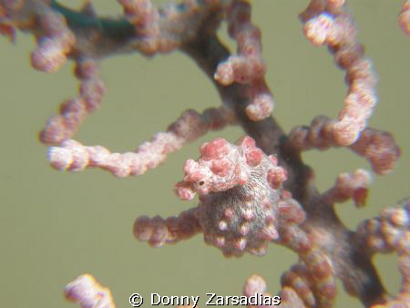 Pregnant Pygmy Seahorse (had a hard time focussing) by Donny Zarsadias 