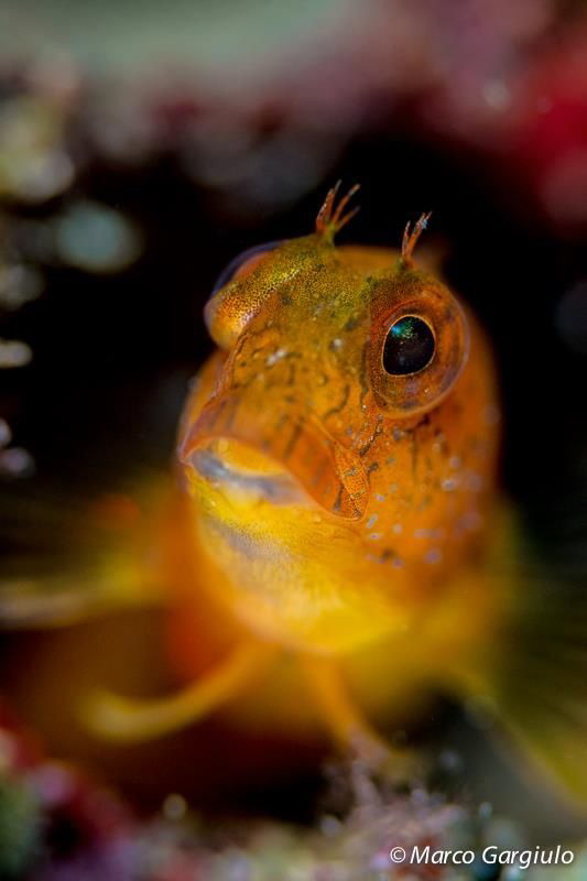African Blenny, yellow fase by Marco Gargiulo 
