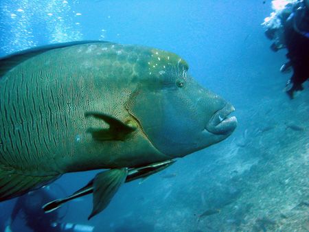 wow! that's one big napoleon wrasse! fiji. by Lisa Lappe 