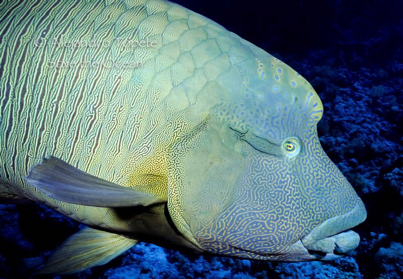 Napoleon Fish, Sharm il Sheik Egypt by Alejandro Topete 