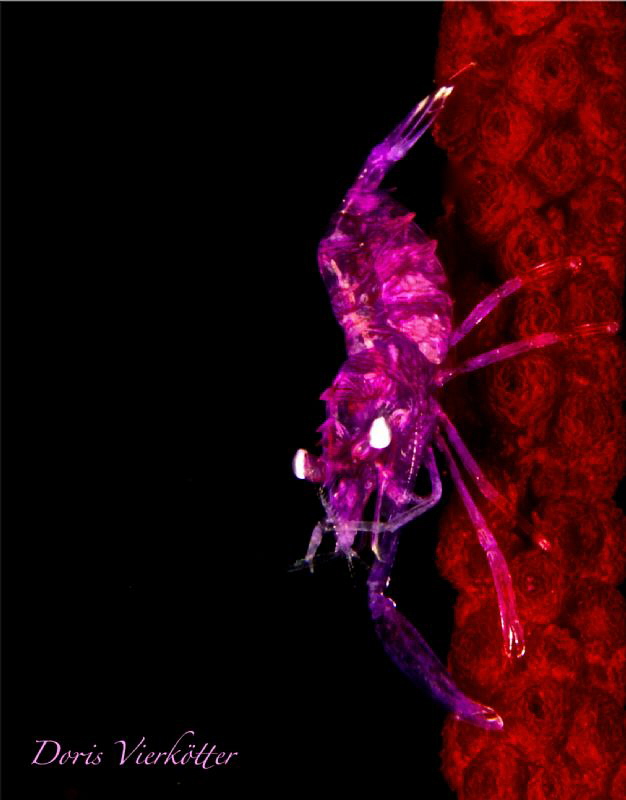 Pink Shrimp by Doris Vierkötter 