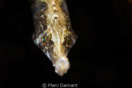 Pacific Bay Pipefish
This one seemed interested in the r... by Marc Damant 