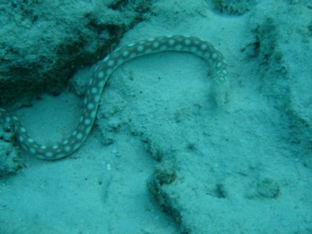 Sea snake in Curacao with Sony Cybershot 4.1MP by Kelly N. Saunders 