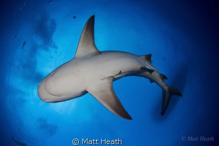 How do you get back to the boat with this bull shark righ... by Matt Heath 