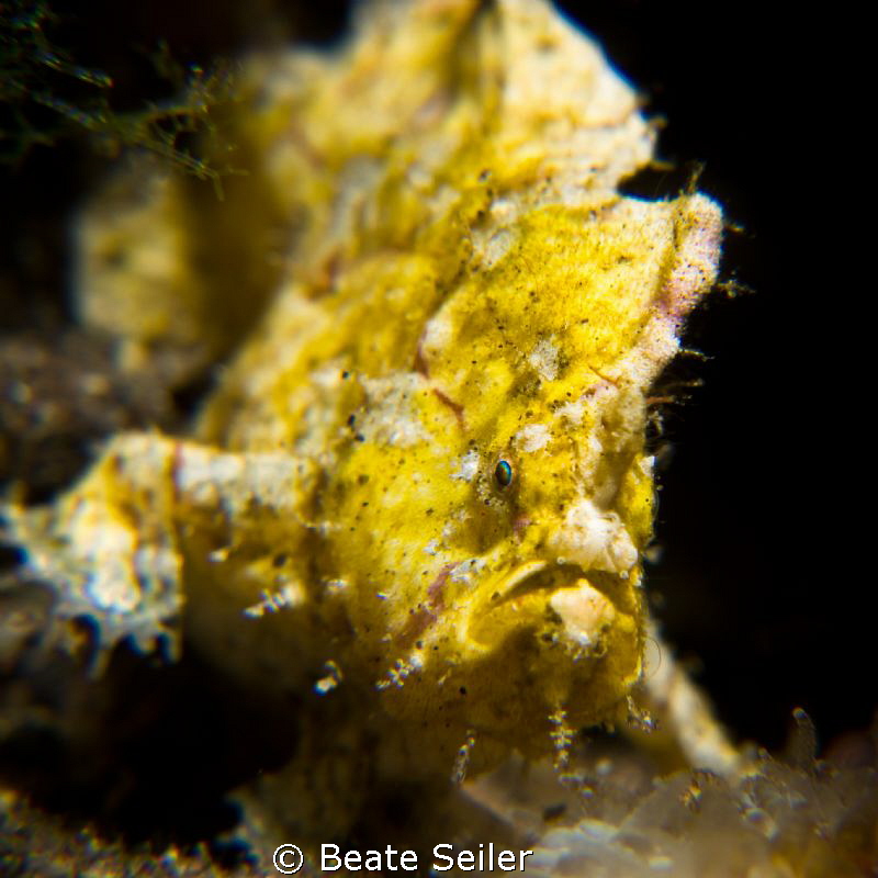 Small frogfish on a nightdive by Beate Seiler 