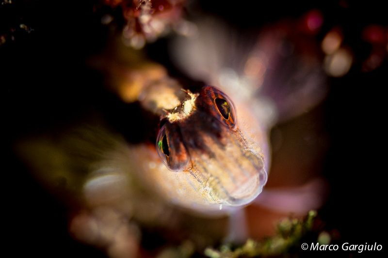 Look me in the eyes!
White Blenny, Blennius rouxi. by Marco Gargiulo 