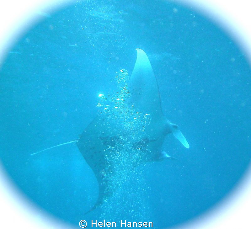 Manta Ray , I got 3 great videos , the photo is not the g... by Helen Hansen 