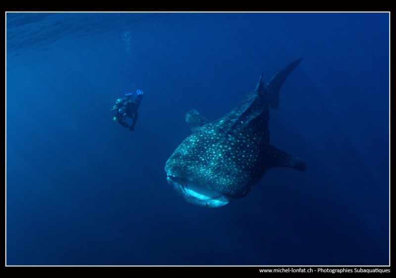 Whale Shark encounter... :O).. by Michel Lonfat 